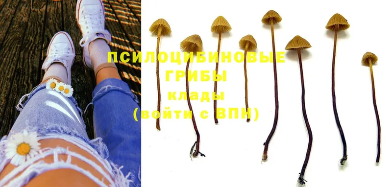 где продают наркотики  Межгорье  Псилоцибиновые грибы Magic Shrooms 